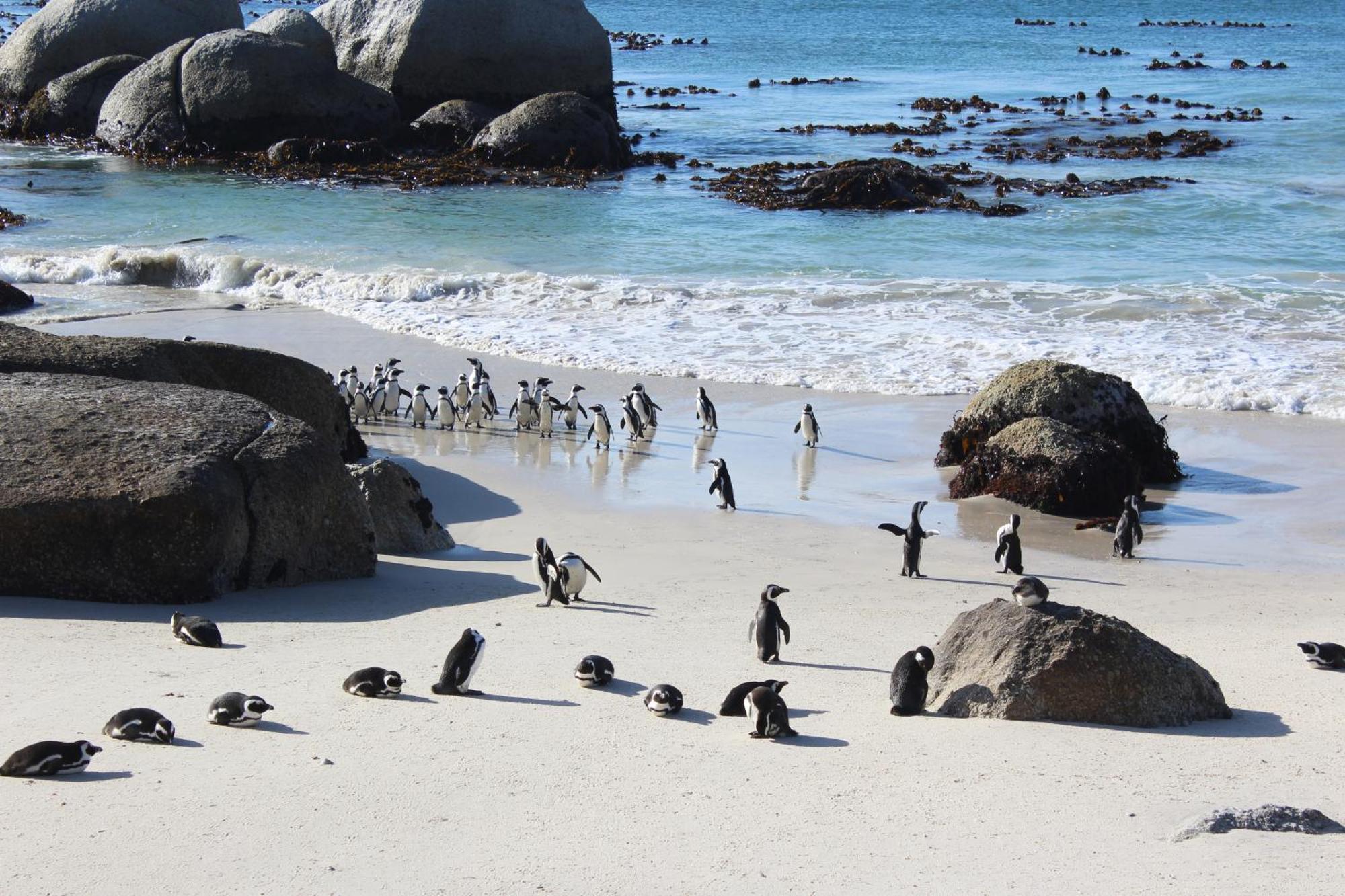 Boulders Beach House Simon's Town Exterior photo