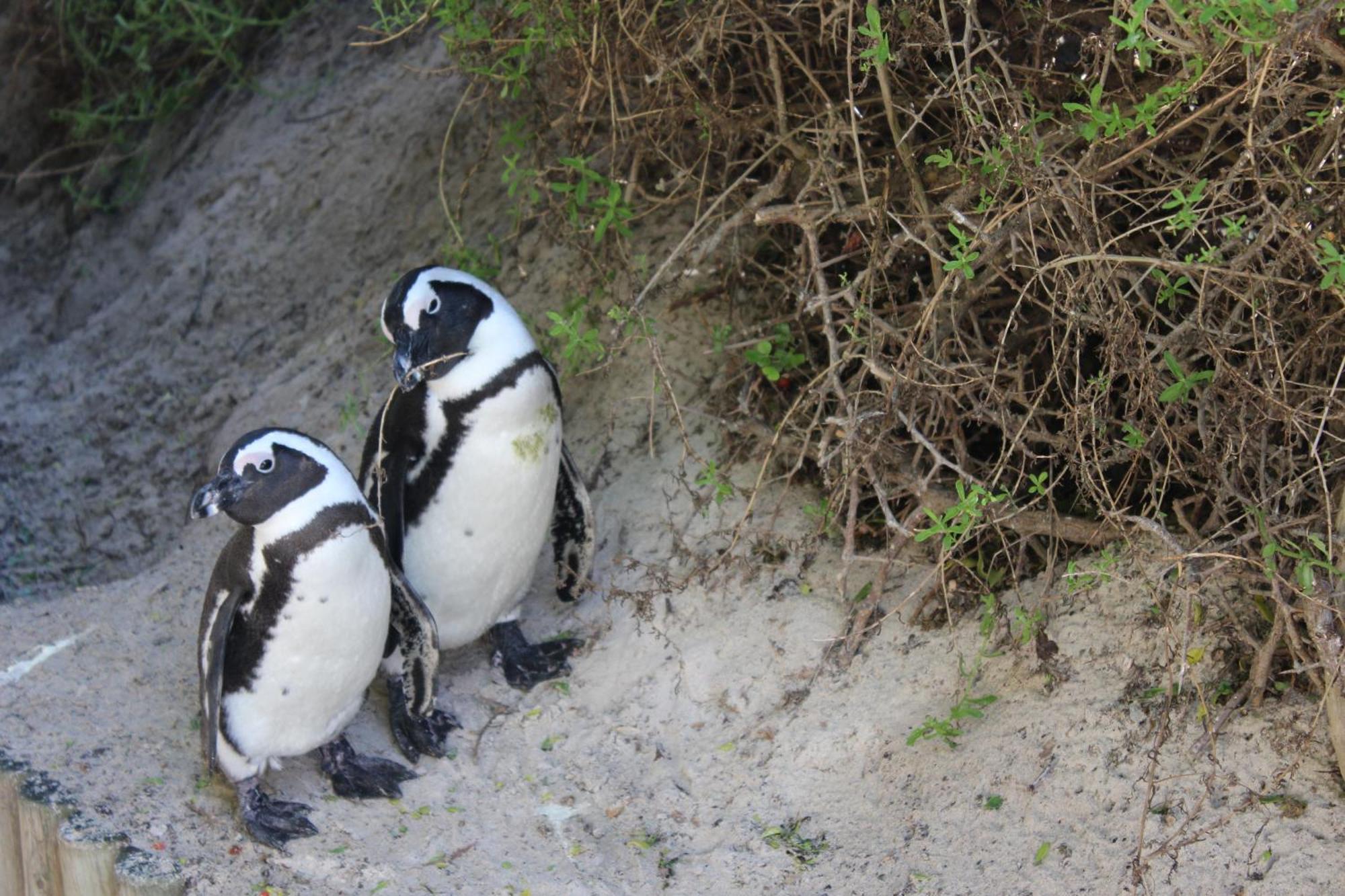 Boulders Beach House Simon's Town Exterior photo
